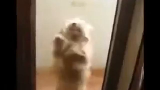 Собака танцует латино Юмор! Прикол! Смех смотреть онлайн