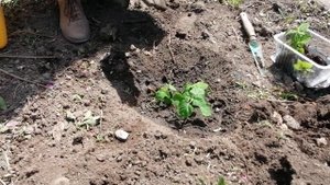 Сальвия. Посадка рассады сальвии в открытый грунт.