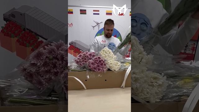 ХРИЗАНТЕМА ИЗ КЕНИИ | Обзор и распаковка коробки хризантемы микс от плантации Shalimar