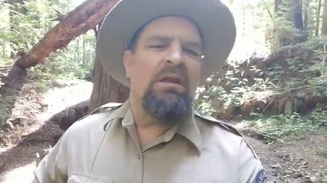 English Ivy is taking over the Redwood Forest?