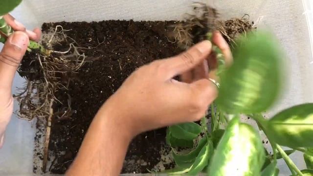 3 ways to Propagate Dieffenbachia & Care tips смотреть онлайн