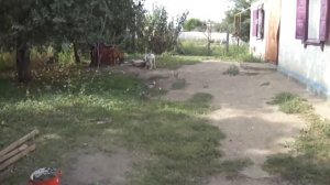 Бордоский дог VS Американский бульдог