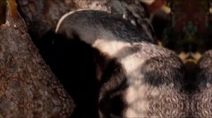 Я медоед! Мне на всё пофиг!