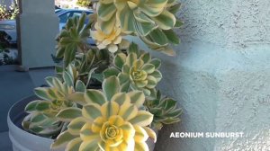 [Quick Look] My Aeonium Collection