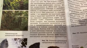 Биология/6 класс/ Отдел Папоротниковидные/11.04.21