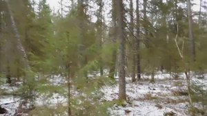 редкие кадры крупная рысь на дереве .охота с лайкой на рысь