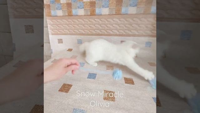 Британская кошечка серебристая шиншилла поинт смотреть онлайн