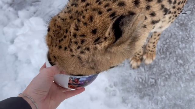 Гепарды любят овсянку! И КТО КРИЧИТ за дверью??? смотреть онлайн