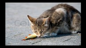 Ты мой миленький,хорошенький,мой котик!