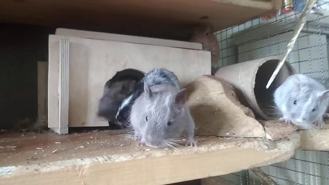 Разные окрасы у дегу смотреть онлайн