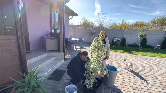 Пересадил маме цветы ?! Бабушка ? хочет серёжку от мамы Самвела ? смотреть онлайн