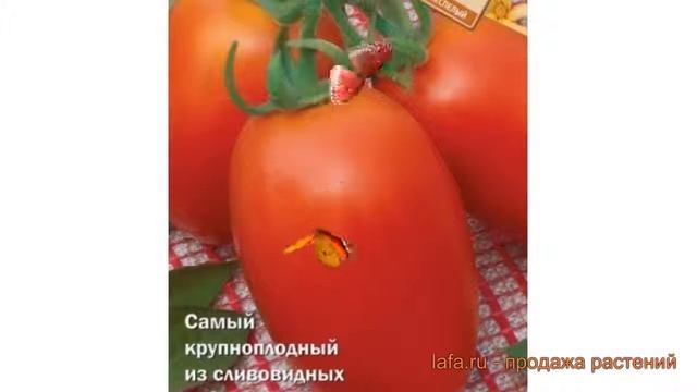 Томат сливовидный Рио спринт F1 (rio sprint f1) ? обзор: как сажать, семена томата Рио спринт F1 смотреть онлайн