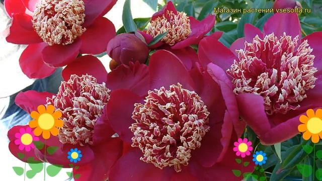 Пион молочноцветковый Ниппон Бьюти. Краткий обзор, описание paeonia lactiflora Nippon Beauty
