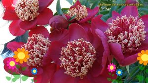 Пион молочноцветковый Ниппон Бьюти. Краткий обзор, описание paeonia lactiflora Nippon Beauty