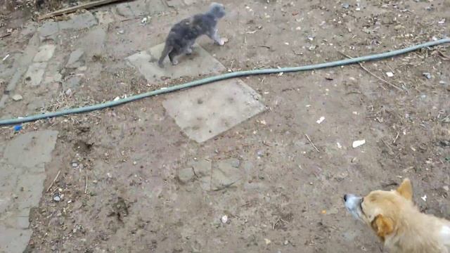 Вот моя деревня...Вот мой дом родной?Простая жизнь.Как провели выходной?Домик в деревне#стройка смотреть онлайн