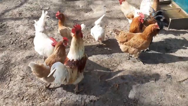 Кажется, ремонт не потянем... смотреть онлайн