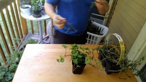 Fall Plants For the Balcony Garden