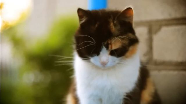 My cat (Nikon D3100, Helios 81M) смотреть онлайн