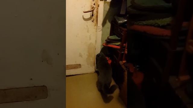 Кота не удержать на даче смотреть онлайн