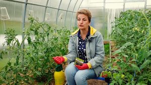 5 ПРАВИЛ, И ФИТОФТОРЫ НЕ БУДЕТ