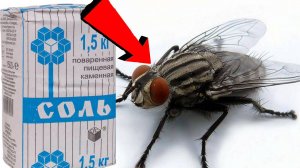 Как быстро избавиться от мух За 3 Секунды...!!!!!...!!!!!...!!!!!
