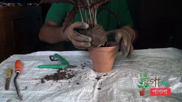 calathea lancifolia repotting Calathea Plant care Rattle snake Plant смотреть онлайн