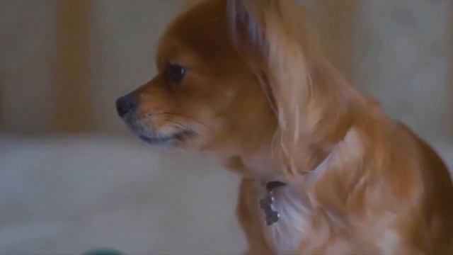 Dog (Description and Physical Characteristics) смотреть онлайн