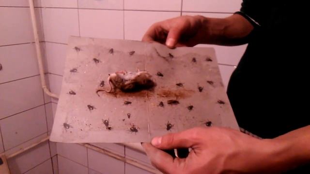 Мышь в мухоловке, 100% работает смотреть онлайн