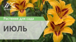 Растения для сада. ИЮЛЬ