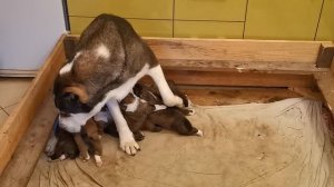 САО. ДОГ ВИЛ'Л ПРАЙД ЕЛЛИ.