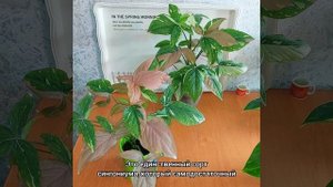 #СИНГОНИУМ Ред спот триколор? #ОБЗОР по просьбе?Мои три экземпляра? #цветы #растения #shorts