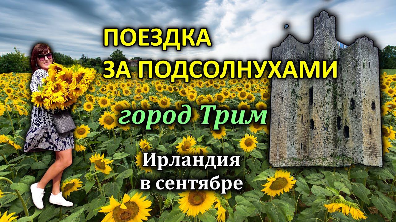 Ирландия / Trim / Ферма подсолнухов / Магазин "Килкенни"