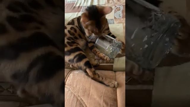 Золото бенгалов, питомник бенгальских кошек Екатеринбург, Отчет владельцев по прошлому помету смотреть онлайн