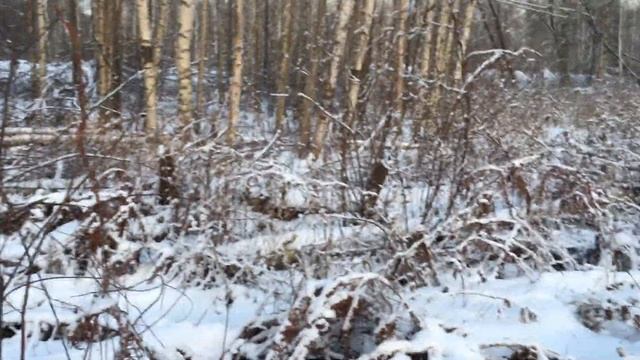 Мясо и Груши в зимнем лесу пейзажная фотография с Фовеонычем и Sigma Foveon. смотреть онлайн