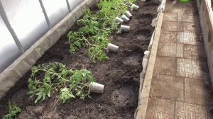 Что добавить в лунку при высадке томатов, кроме минеральных удобрений? Народные средсвта.