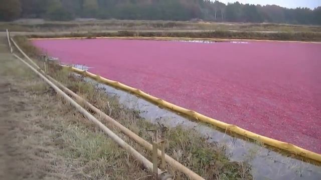Сбор урожая клюквы в промышленных масштабах