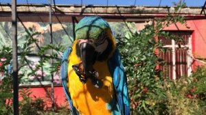 Попугаи Ара в Тайгане! Macaw parrots in Taigan!