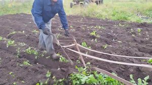 ЛОШАДИ?ПАШЕМ ОГОРОД НА КОБЫЛЕ РОЗЕ??