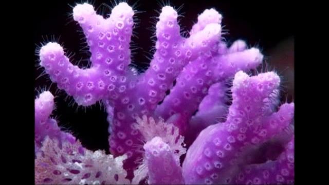 Исцеление цветом. Фиолетовый. Сахасрара. Работаем над связью с Высшими Силами. смотреть онлайн