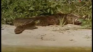 Речные волки Гигантские выдры Перу - The River Wolves Giant Otters of Peru Питер Венн 1999