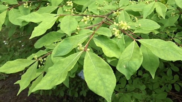 Euonymus alatus ´Compactus´ čes. brslen křídlatý смотреть онлайн