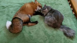 ЛисЯша сбежал от Дуси