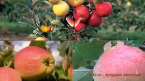 Яблоня обыкновенная Кандиль орловский - Жигулевское ? обзор: как сажать, саженцы яблони