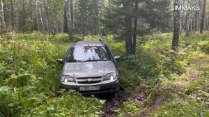 В поисках грибов Лисички в окрестностях Красноярска. Эта поездка оказалась удачнее предыдущих