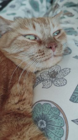 Коту Филе замурчательно