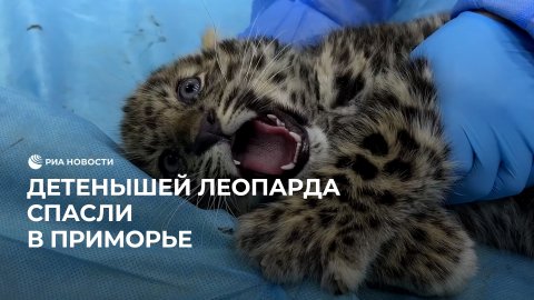 Детенышей леопарда спасли в Приморье
