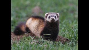 САМАЯ ЛУЧШАЯ РЕКЛАМА КРЫМА