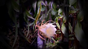 Царица ночи цветёт