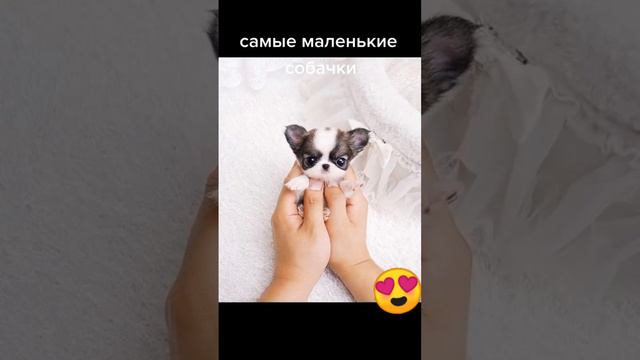 самые маленькие собаки в мире.