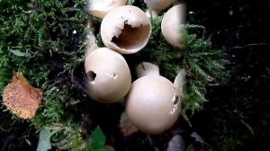 Slugs vs the Stump Puffball Fungus (Lycoperdon pyriforme)